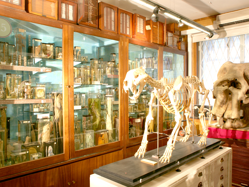 Grant Museum of Zoology