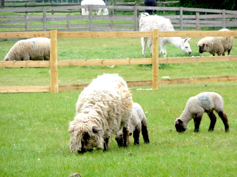 Mudchute Farm and Park