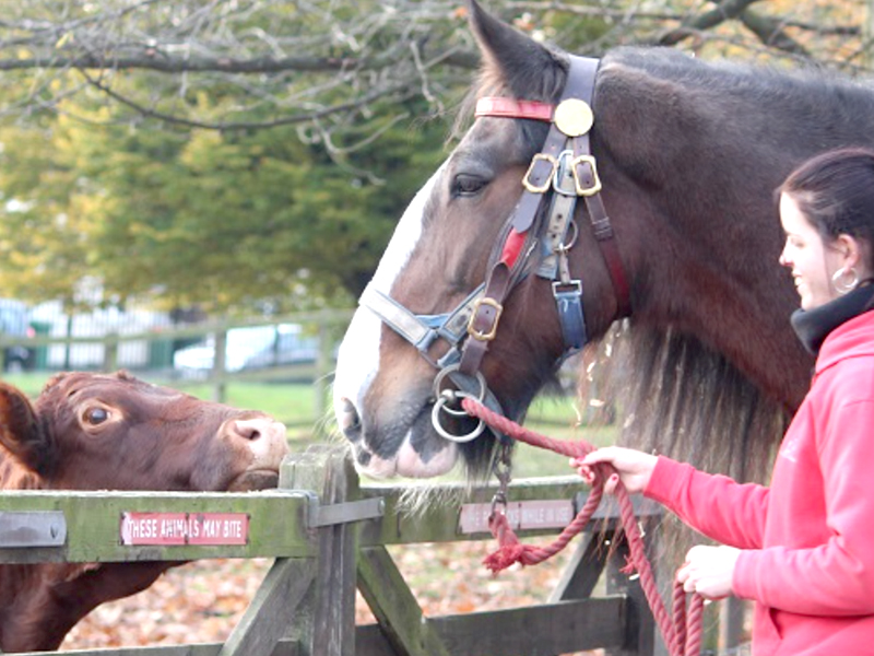  Newham City Farm