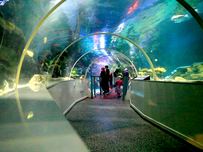 Sea Life Aquarium 